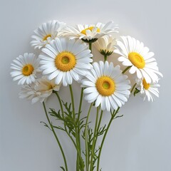 Obraz premium Daisy flower white and yellow on plain white background