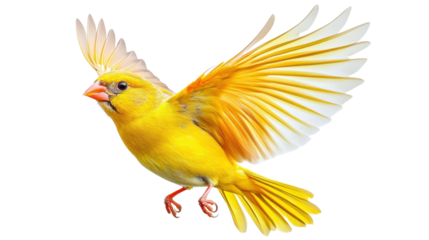 Yellow canary bird flying with open wings on transparent background