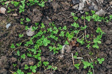 White Clover creeping shoots in the garden bed