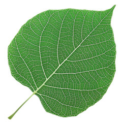 Obraz premium detailed green leaf with intricate vein patterns, showcasing nature beauty and complexity. Perfect for botanical themes and environmental designs