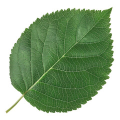 detailed green leaf showcasing intricate veins and texture, perfect for nature themes