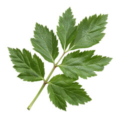 Fototapeta premium vibrant green leaf with multiple leaflets, showcasing fresh and natural appearance. Perfect for botanical themes or nature related projects