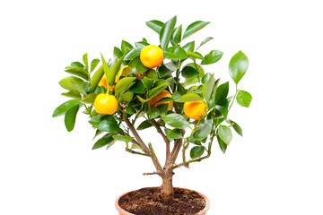 A potted citrus tree with vibrant fruits, a cozy cafe patio with wicker chairs, a spacious hardware store aisle, and colorful potted flowers, celebrating nature and design.