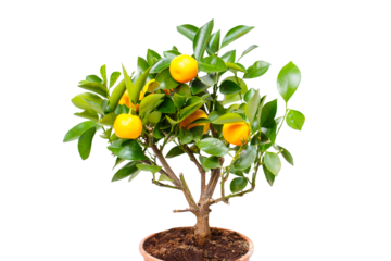A potted citrus tree with vibrant fruits, a cozy cafe patio with wicker chairs, a spacious hardware store aisle, and colorful potted flowers, celebrating nature and design.