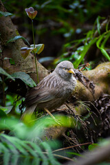 Yellow-billed babbler