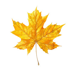 Obraz premium Golden maple leaf showcasing vibrant autumn colors, highlighting intricate veins and textures, perfect for seasonal themes and nature inspired designs