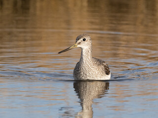 A Greater Yellowlegs wading in belly deep water