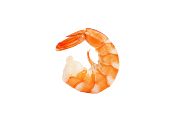 Single peeled shrimp in a curled shape, orange and white in color, isolated on white background