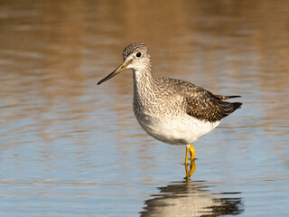 A Greater Yellowlegs wading in knee deep water