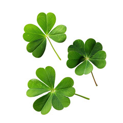 Fresh green clover leaves arranged on transparency background, symbolizing luck and nature beauty. Perfect for St. Patrick Day or botanical themes