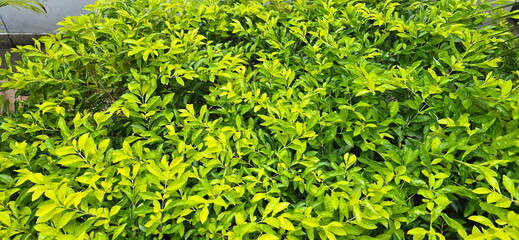 Golden Dewdrop plant in the garden. Sky flower, bright green leaves, young leaves are light green with yellow tint. Duranta erecta L. has oval-shaped leaves, pointed tips, tapering bases. Pigeon berry
