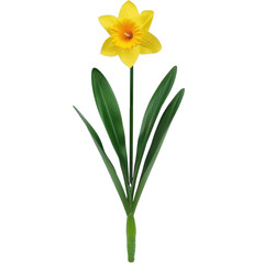 Bright yellow daffodil flower with green leaves, symbolizing spring and renewal. This vibrant bloom adds cheerful touch to any setting