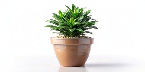 Fototapeta premium Green Plant in a Brown Pot on a White Background - Minimalist Composition for Interior Design Inspiration