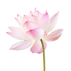 beautiful pink lotus flower with delicate petals and slender stem, symbolizing purity and tranquility