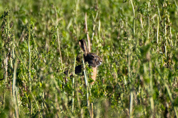 Hare in the grass