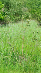 Young willow barked and marked by a roe deer buck in a clearing. Capreolus capreolus, Salix sp, Sologne, Loiret 45, r&eacute;gion Centre-Val-de-Loire, France, European Union, Europe