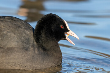 Coot on a lake