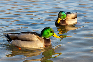 duck in the water