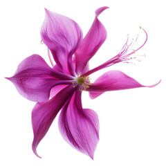 vibrant pink flower with delicate petals and intricate details, showcasing nature beauty and elegance. Perfect for floral designs and nature themed projects