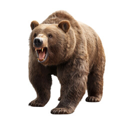 Fototapeta premium Fierce brown bear roars showing sharp teeth and powerful stance in detailed close-up view