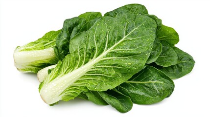 Fresh Crisp Green Lettuce Bunch with Dew Drops on Leaves