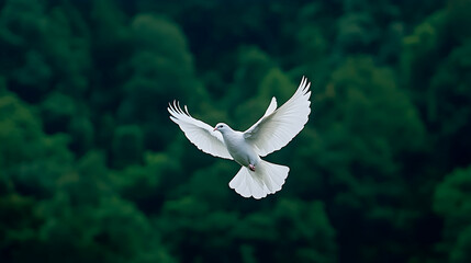 Obraz premium White dove in flight over lush green forest; nature, peace, hope concept; ideal for spirituality, environmental themes