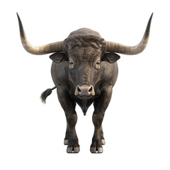 Naklejka premium Powerful bull standing with impressive horns ready to charge forward in determined stance