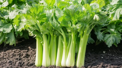 Obraz premium beautiful celery plant