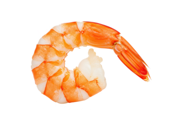 Single peeled shrimp in a curled shape, orange and white in color, isolated on white background