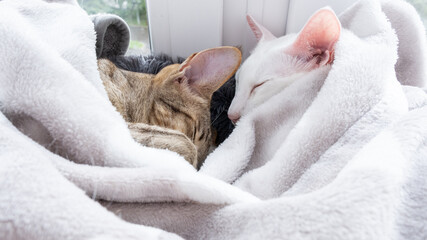 Oriental shorthair white cat and little tabby kitten sleeping together.