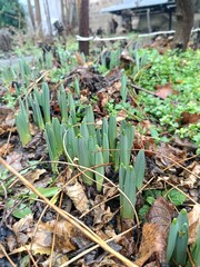 the approach of spring - the awakening of daffodil flocks