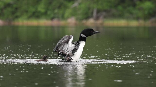 Common loon nesting in Maine