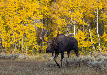 Bull Moose During the Rut in Autumn in Grand Teton National Park Wyoming