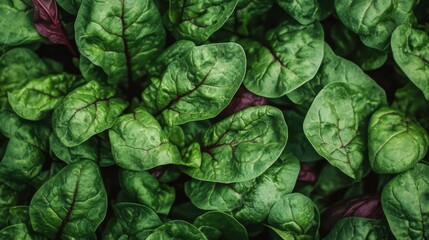 Fototapeta premium beautiful thorn spinach plant