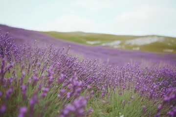 Naklejka premium Lavender fields stretch across rolling hills under a clear sky on a sunny afternoon in the countryside