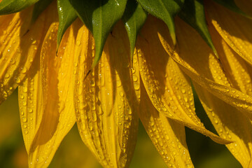 Petals of a sunflower flower with water drops in the rays of the bright sun in summer in a sunflower field