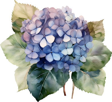 recommend clip art: Watercolor Hydrangea. Watercolor illustration of a hydrangea blossom hand painted. Beautiful watercolor illustration of hydrangea flowers in blue hues with lush green leaves.
