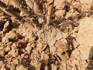 Termites eating rose dry branch. Branch that has become infested with thousands of termites, their larvae, which have filled the wood with tiny holes. Termite nest on the dry wood. 
