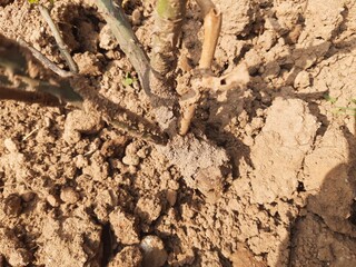 Termites eating rose dry branch. Branch that has become infested with thousands of termites, their larvae, which have filled the wood with tiny holes. Termite nest on the dry wood. 
