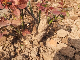 Termites eating rose dry branch. Branch that has become infested with thousands of termites, their larvae, which have filled the wood with tiny holes. Termite nest on the dry wood. 

