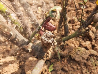 Termites eating rose dry branch. Branch that has become infested with thousands of termites, their larvae, which have filled the wood with tiny holes. Termite nest on the dry wood. 
