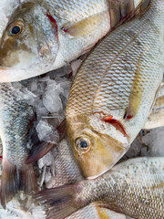 fresh fish at the market