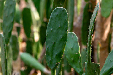 Cactus plants in the gardens at northern Thailand.
