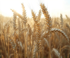 Obraz premium Golden wheat fields sway gently under the warm sunlight during late afternoon hours as the harvest season approaches