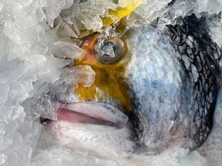 fresh fish at the market