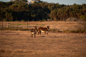 Fototapeta premium A donkey’s bray echoes gently through the quiet morning