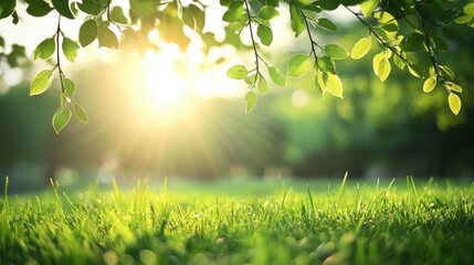 Obraz premium Sunlight Filtering Through Leaves Creating Serene Scene On Grass With Blurry Background View