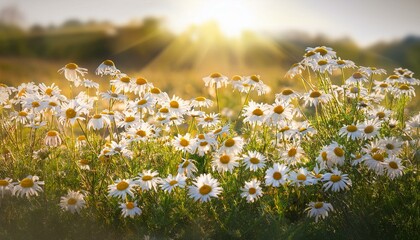 chamomile in meadow wild chamomile chamomile lit by means of sunlight