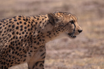 The spirit of the savannah, untamed and free
