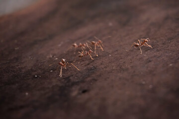 Close-Up of Ants on Dark Brown Ground